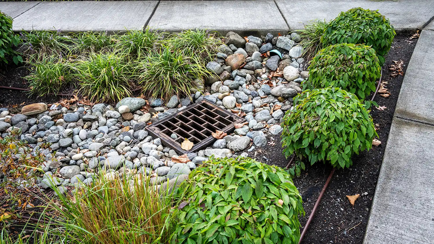 drain surrounded by rocks and vegetation at the corner of a sidewalk