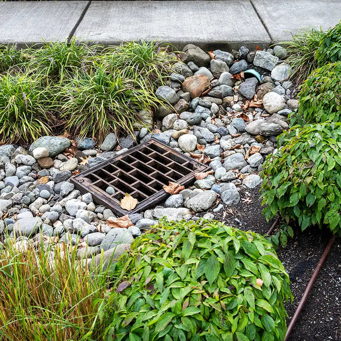 drain surrounded by rocks and vegetation at the corner of a sidewalk